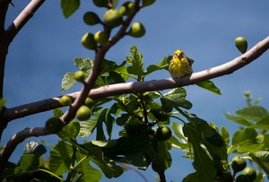 rami, fichi, foglie, uccello, verde, cielo, frutti, frutta, uccellino, albero