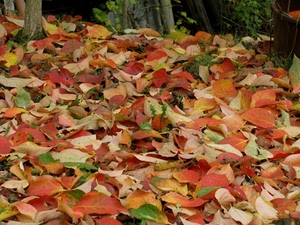 foglie, autunno, rosso, giallo, colori, verde, bosco, alberi, tappeto