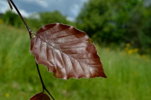 foglia, verde, marrone, ramo, prato, sfocato, erba, macro, autunno, alberi
