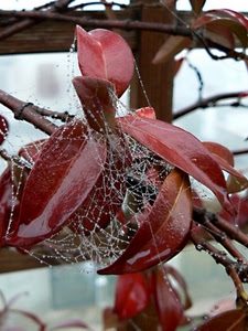 foglie, ragnatela, rami, gocce, pianta, legno, rosso, inverno, intreccio, brina, marrone, acqua, macro, goccioline
