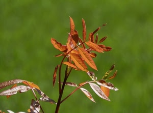 foglie, verde, ramo, pianta, macro, marrone, rosso, arancio