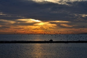 nuvole, uccelli, mare, acqua, tramonto, cielo, sole, orizzonte, alba, riflesso, volatili
