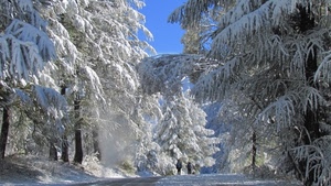 neve, alberi, inverno, persone, bianco, rami, strada, cielo