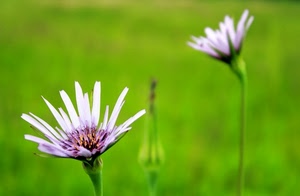 verde, petali, fiore, fiori, viola, macro, gambo, prato, natura, pistilli