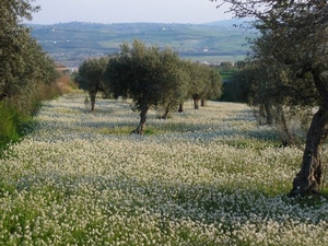 fiori, alberi, prato, campo, colline, verde, ulivi, piante, bianco