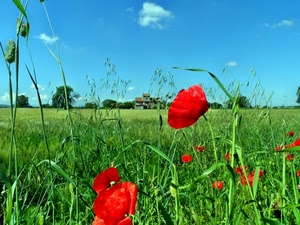papaveri, rosso, verde, campo, erba, cielo, prato, fiori