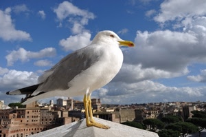 gabbiano, nuvole, becco, zampe, cielo, uccello, panorama, case, bianco, piume, roma, occhi