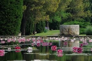fiori, acqua, ninfee, alberi, lago, stagno, laghetto, verde, giardino