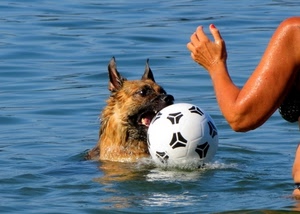 cane, mare, palla, pallone, acqua, gioco, mano, orecchie, braccio, giocare, animale, bocca, occhi, blu